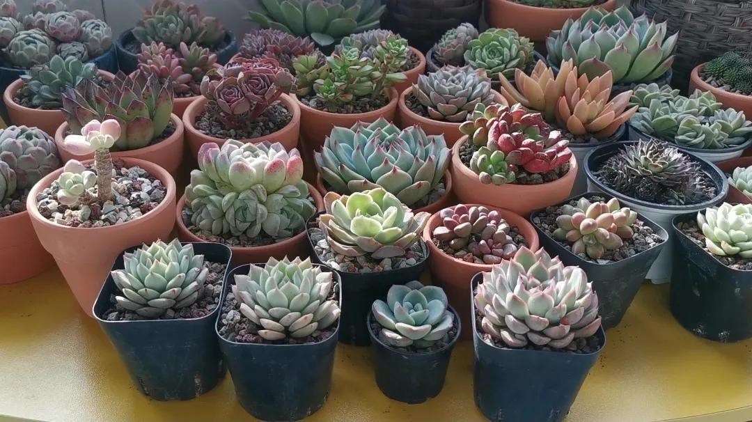 新购大单头多肉上盆,多肉品种大全大集合