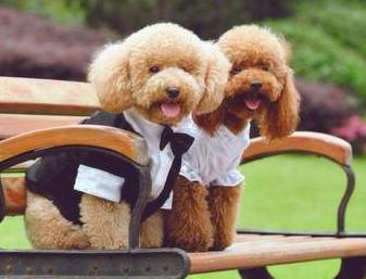 泰迪和比熊犬哪个更好养,泰迪犬和比熊犬哪个好养