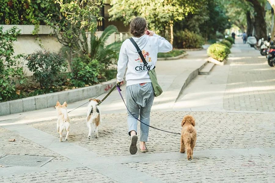 救流浪狗的真实记录,一外国人来中国救助流浪狗