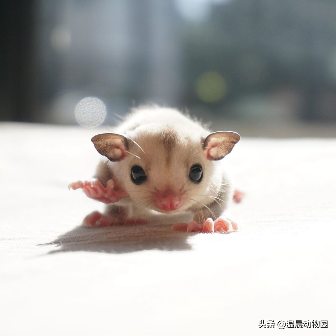 蜜袋鼯脏了不能随便用水洗，特别是母蜜，育儿袋进水的话很危险