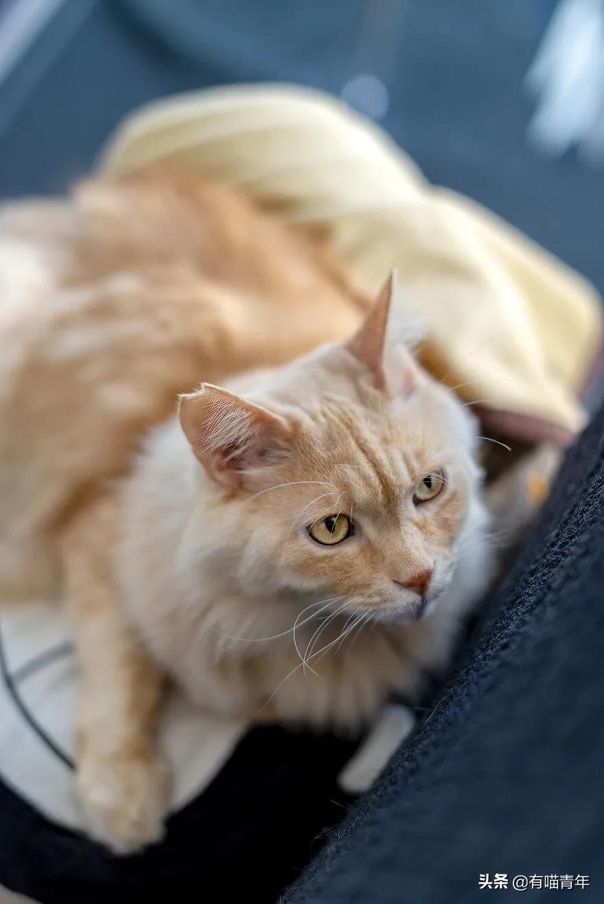 养猫也能治疗癌症?是真的