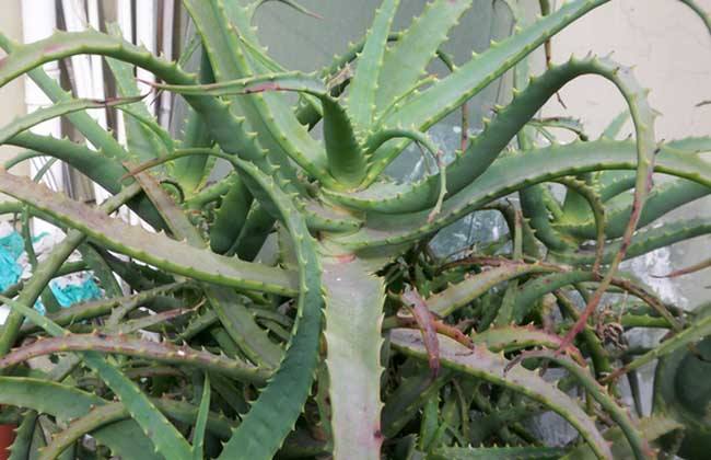 芦荟叶子发黄能用吗,芦荟叶子发红是什么原因