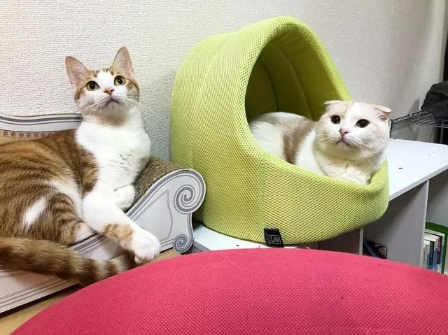 猫尿特别难闻会有什么病吗,猫尿有难闻腥味怎么回事