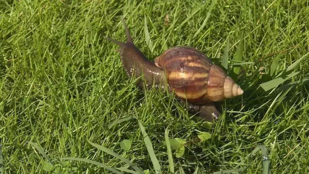 蜗牛的结核病会传染给人吗,雨后大蜗牛携带传染病