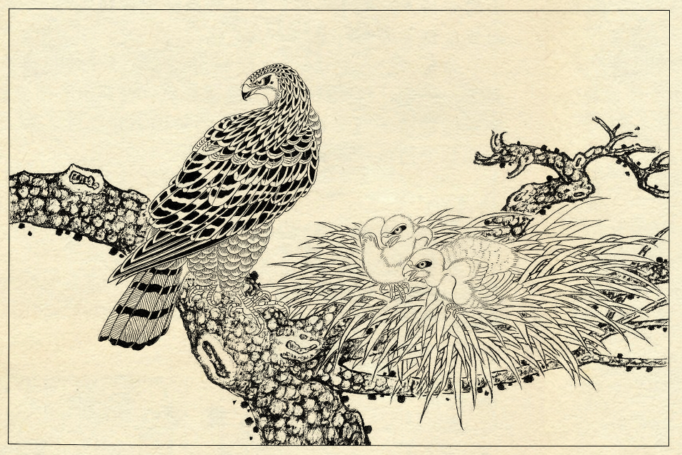 白描鹰技法基础入门,工笔画素材白描鹰图漂亮