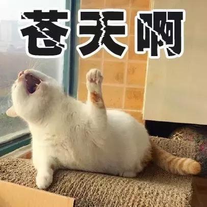 绝育后的狗狗会长胖吗,猫咪绝育后怎么减肥