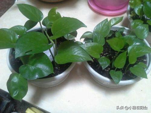 绿萝叶片发黑，10天喷一次这，一个月变绿油油，叶片多，爬藤快！