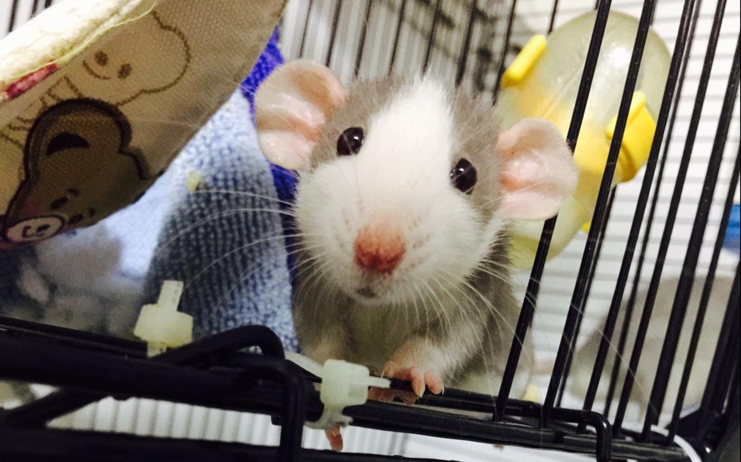 好养又可爱的宠物鼠,什么样的宠物鼠最可爱