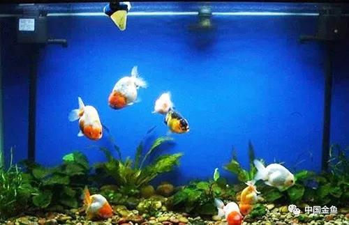 金鱼饲养怎么保持水质,金鱼越养越小怎么办