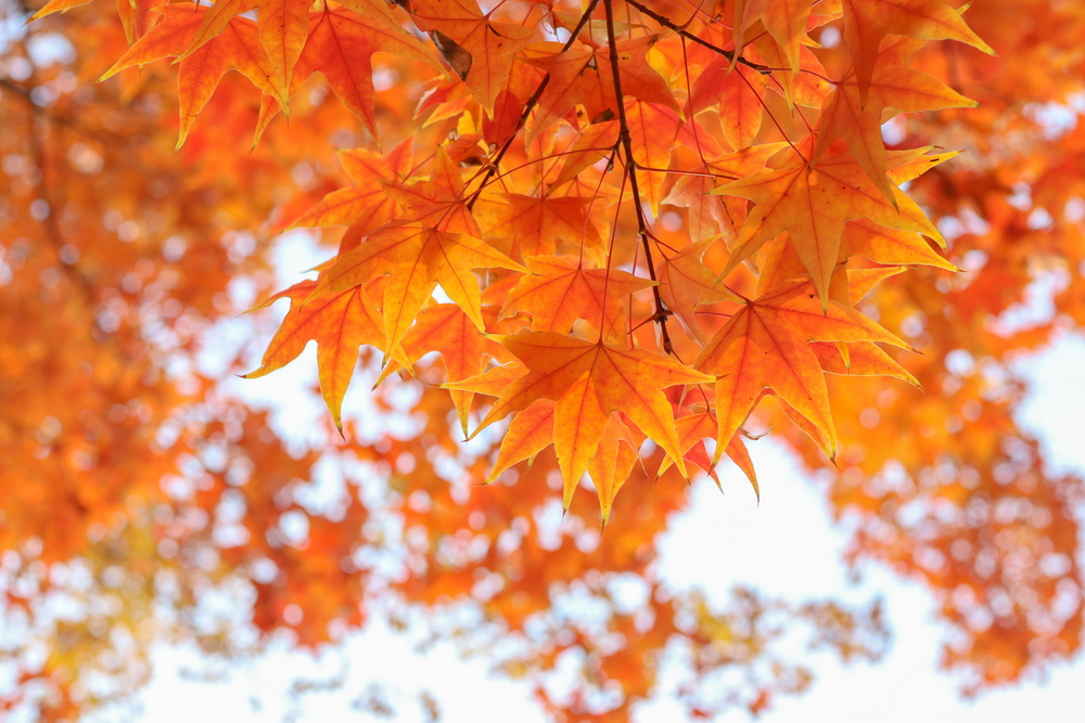 佳能eosm2值得买吗,佳能发布eosm200入门级无反相机