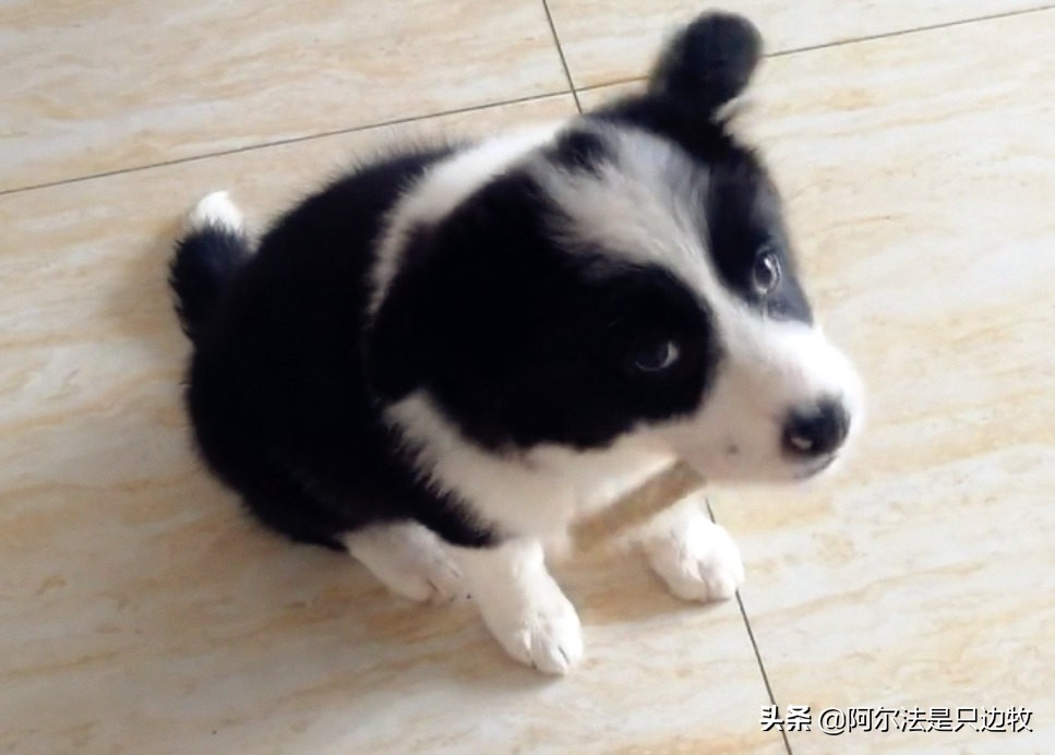 狗狗为什么把骨头藏起来,狗狗把骨头藏起来能不能扔