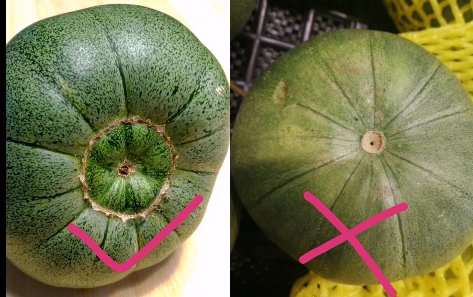 买绿宝总怕被人宰,买绿宝瓜种怎么选