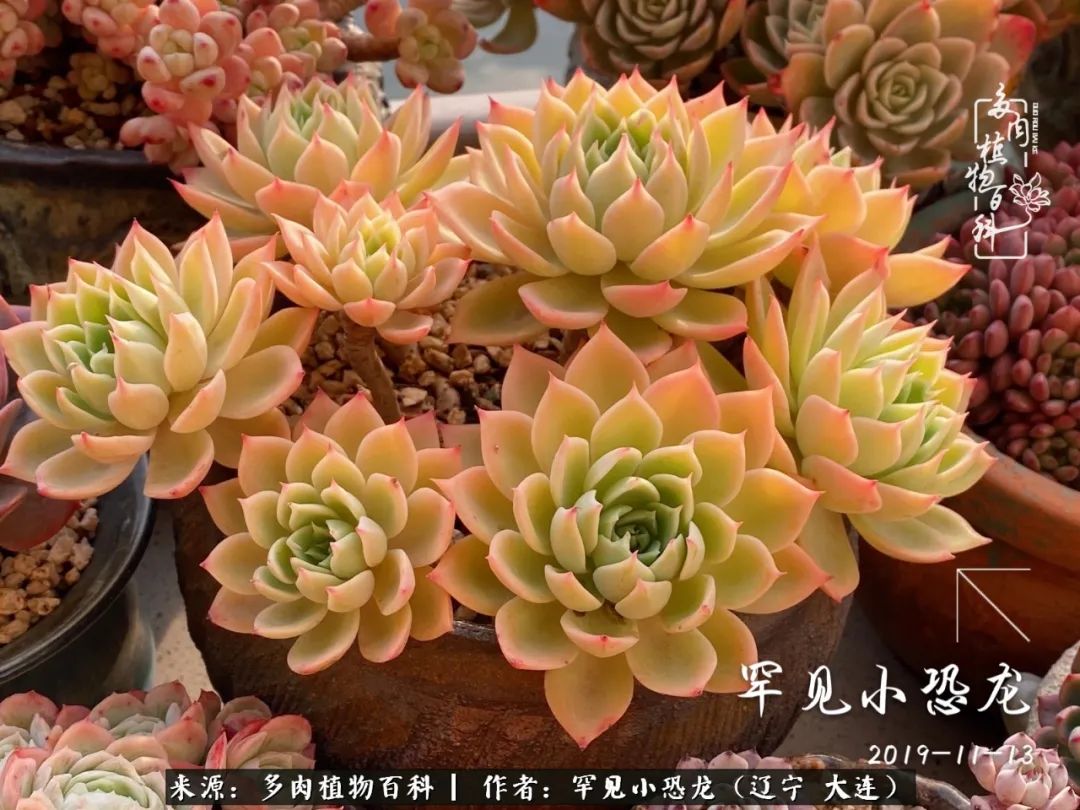 颗粒土除了种多肉还可以种什么,想养动物该怎么养