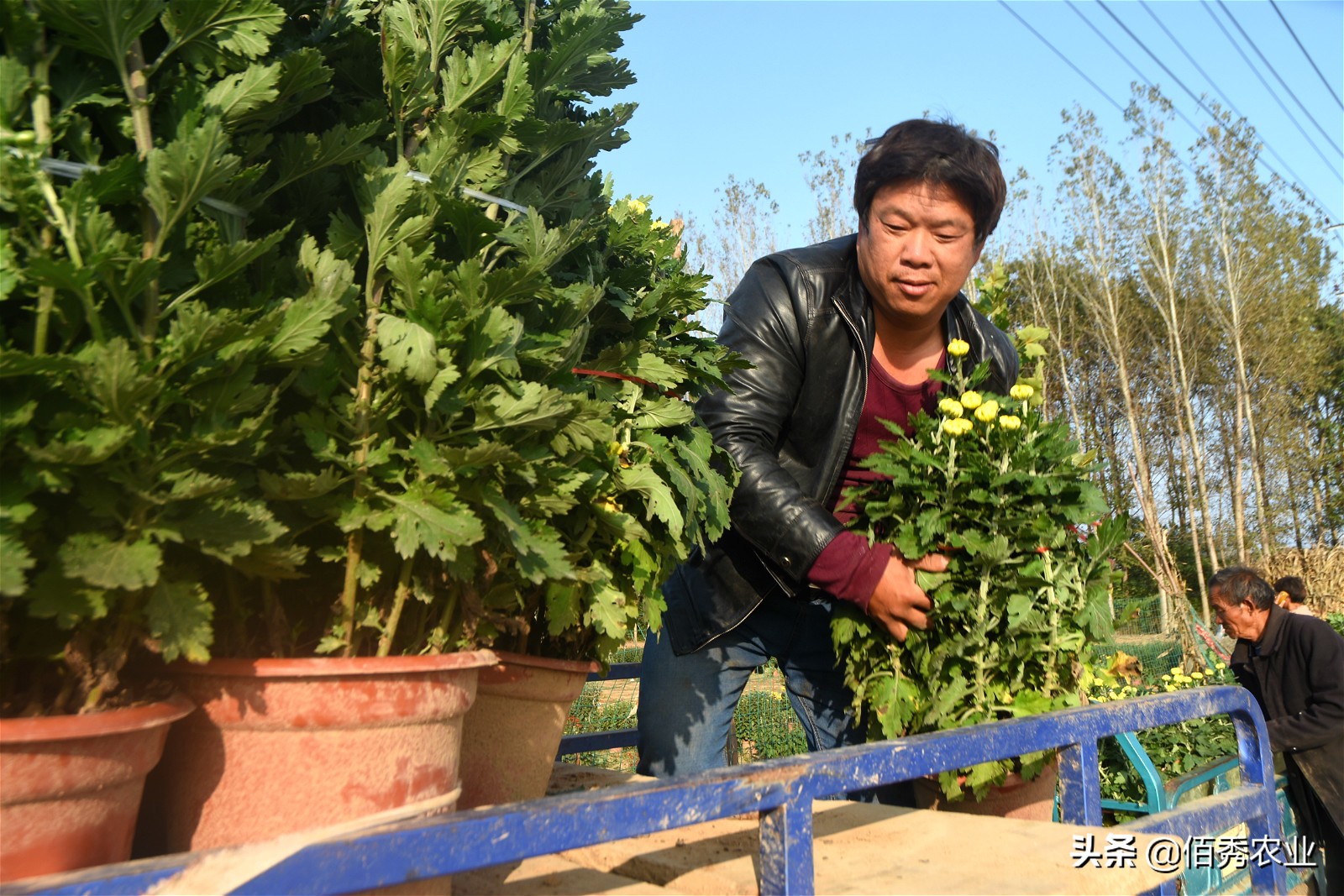 金秋十月菊花鲜,金秋十月菊花怎么样