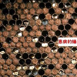 蜜蜂有哪些病虫害如何防治,蜜蜂病虫害防治教程