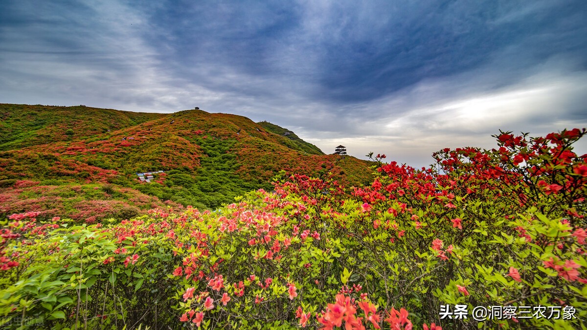 蜜蜂养殖简单技术注意事项,蜜蜂养殖技巧和方法