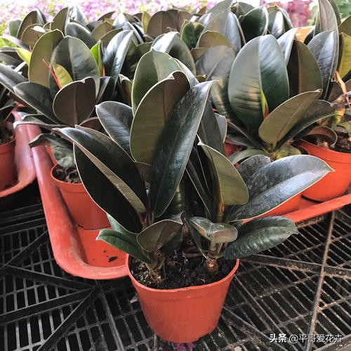 橡皮树叶子发软怎么补救,橡皮树叶子发蔫掉落是怎么回事