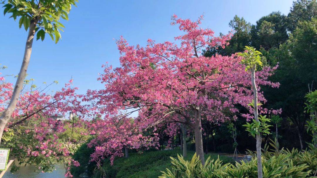 倒数狂欢夜,清远森波拉奇妙世界主题乐园住宿
