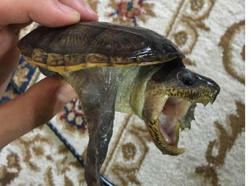 捡的大乌龟能养吗有没有忌讳什么,野生龟与饲养乌龟的区别