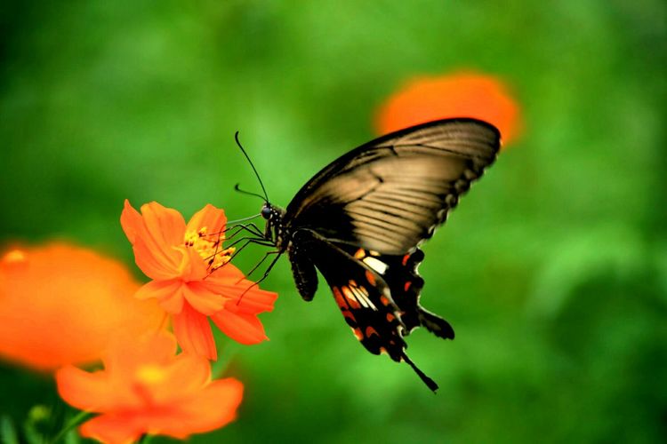 原创蝴蝶恋花,蝶恋花蝴蝶原唱