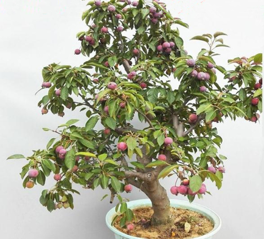 栽各种果树,20种适合栽在家的果树