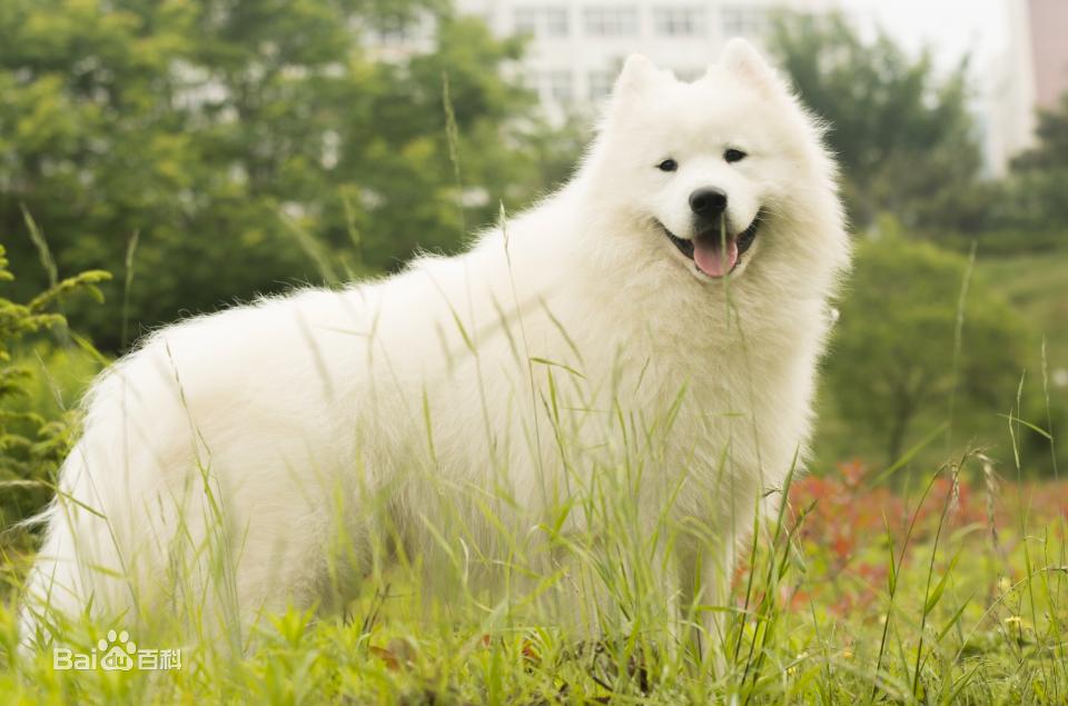 宠物狗小型犬品种排名大全及图片,性格温顺的小型犬有哪些