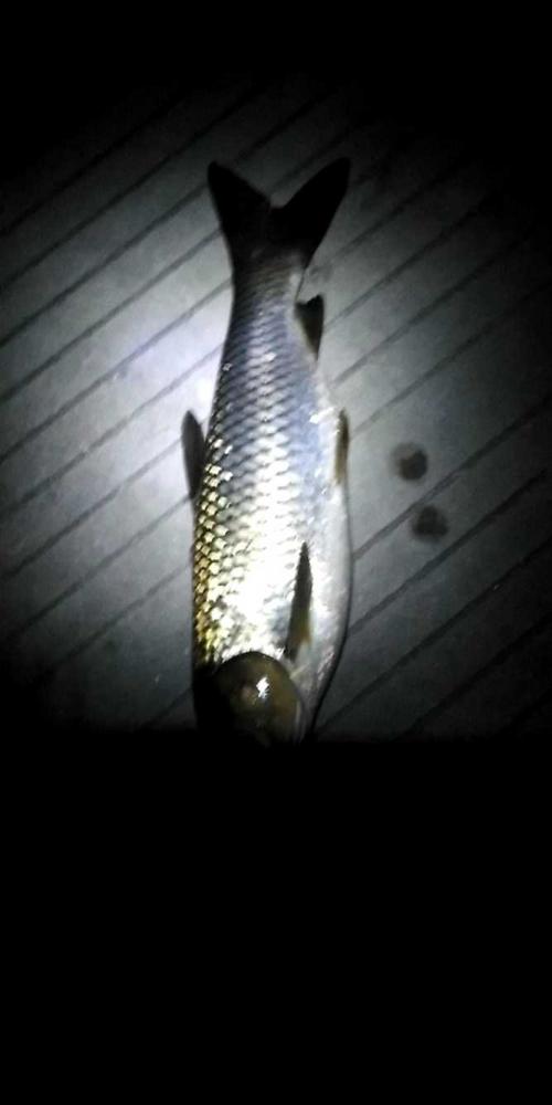 本汀金迦潘强弓评测,本汀金迦潘强弓鱼竿测评