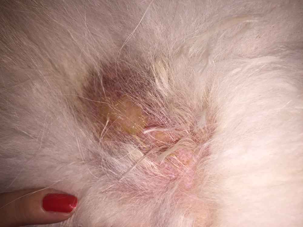 怎样预防狗狗皮肤病,狗狗预防皮肤病的药有哪些