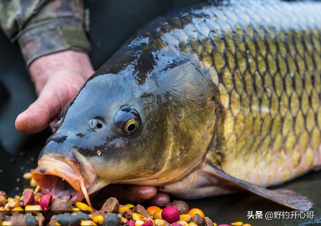 钓的野鲤鱼隔天死了怎么回事,钓回来的鲤鱼身上有伤怎么养