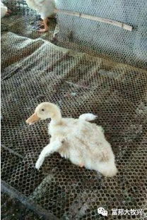 还在为肩周炎苦恼吗,还在为肠道菌群而烦恼吗