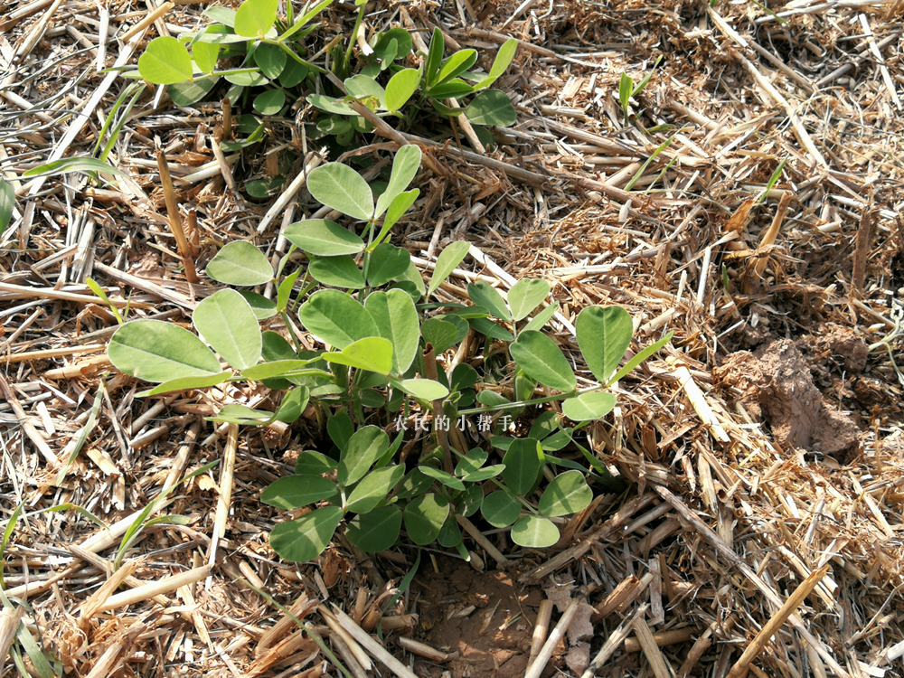 种植花生,正确控旺能够提高花生产量,这几点控旺技术需掌握