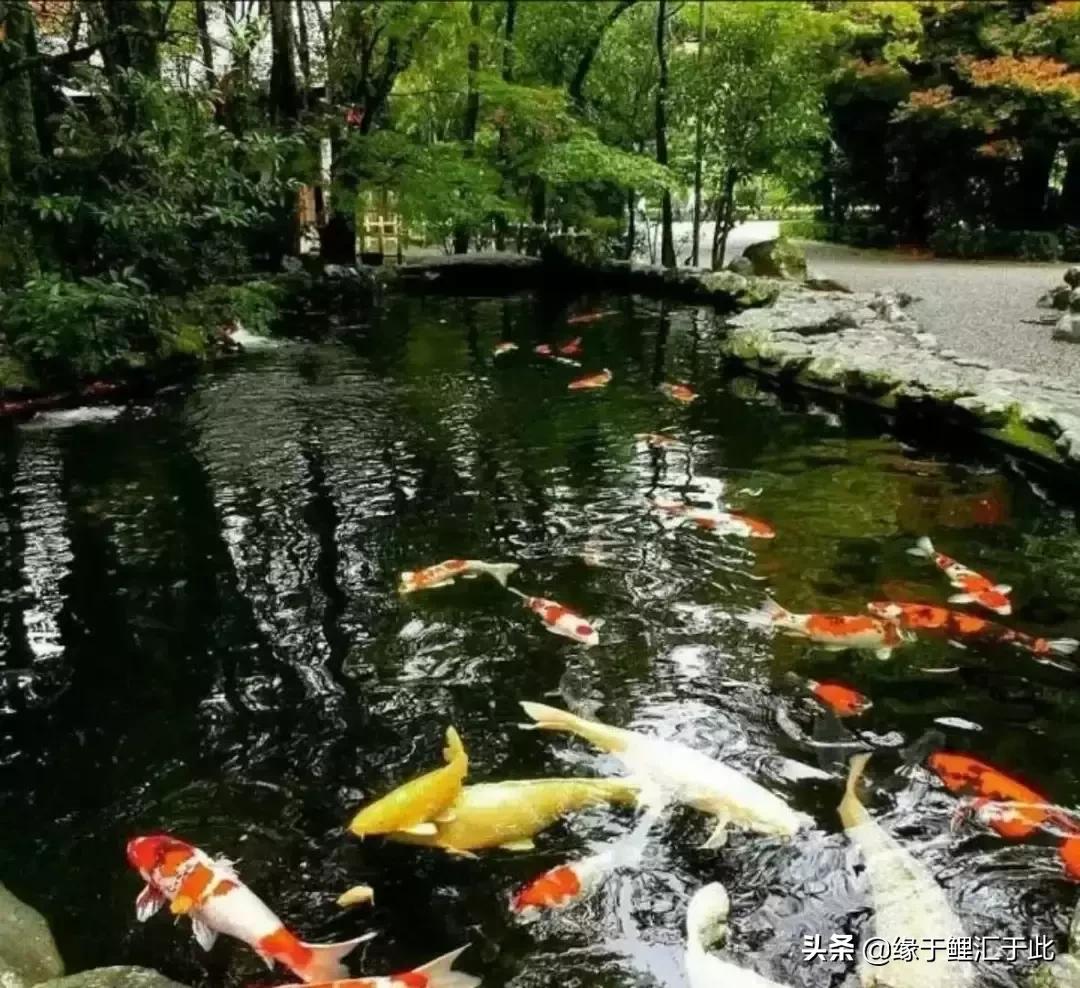 养鱼的水藻可以干嘛,养鱼里的水藻怎么清理