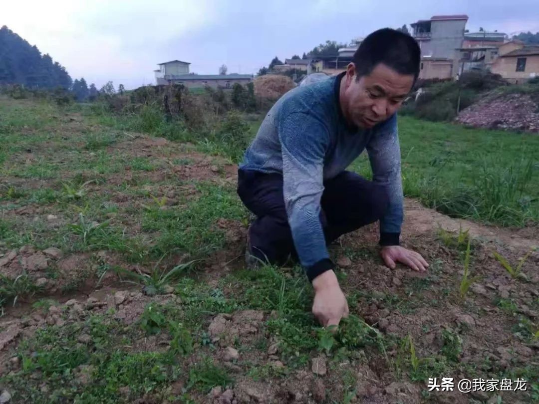 盘龙区脱贫攻坚,盘龙乡村脱贫攻坚