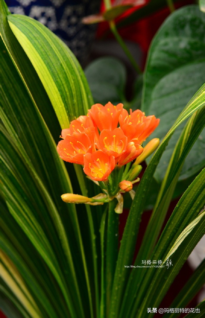 历史悠久的十大名花（海量美图），你选哪个做国花？