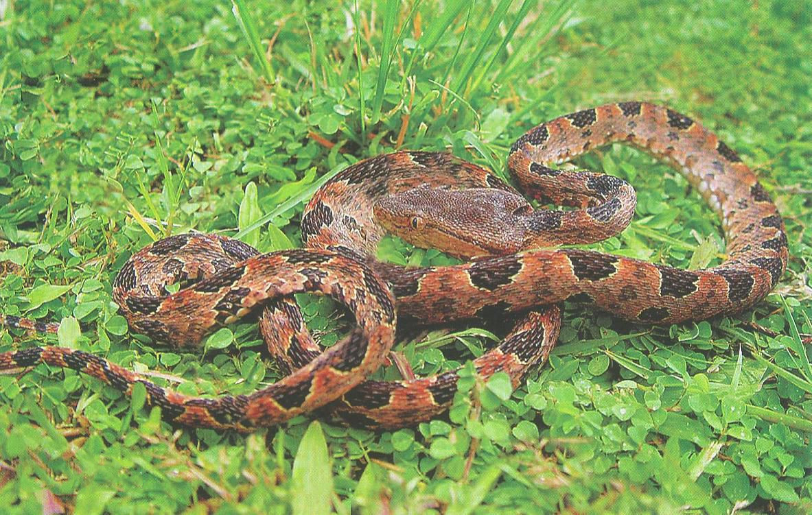 东北有毒蛇么,有毒的蛇图片有哪些