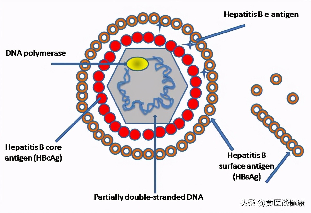 长期抗病毒治疗有什么副作用,干扰素抗病毒治疗有用吗