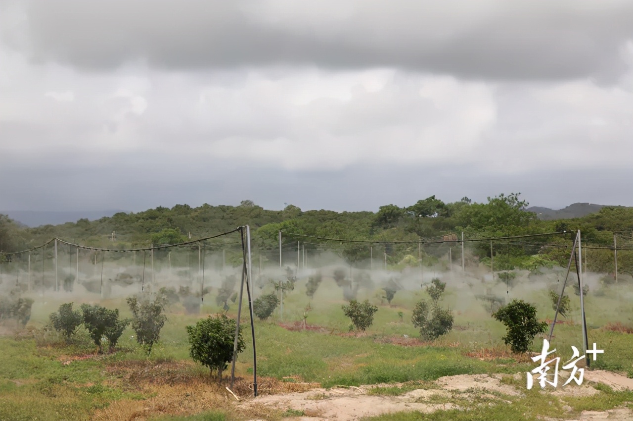 荔枝丰收季最新视频,荔枝丰收季广东