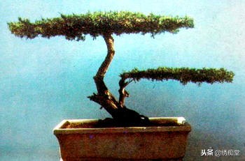 丛林式盆景欣赏,盆景欣赏及制作