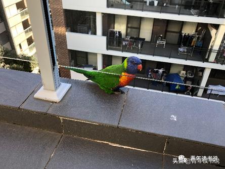 澳洲留学的经历和感受,澳洲超全的留学指南