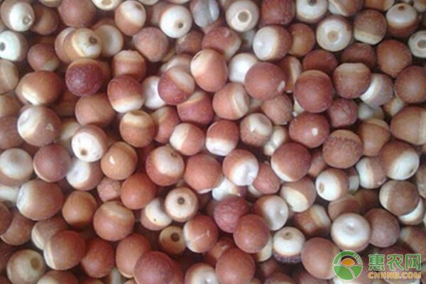 芡实药用价格,芡实种植价格