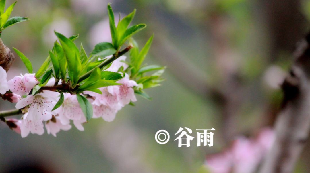 有关谷雨的诗词名句,谷雨诗词汇总