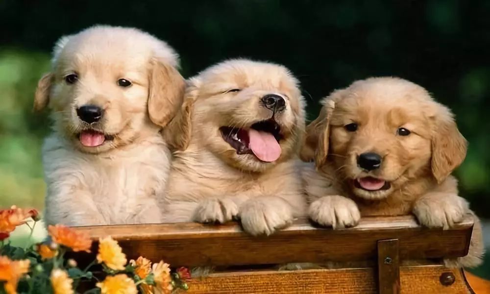 当它们在吃屎时,它们在吃什么?