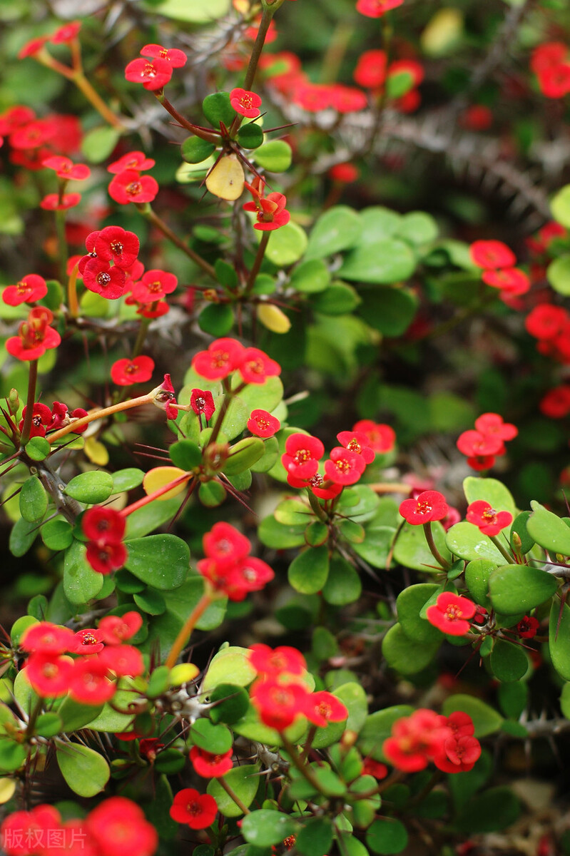那些令人赞叹的庭院花卉,5种庭院生活方式的花卉
