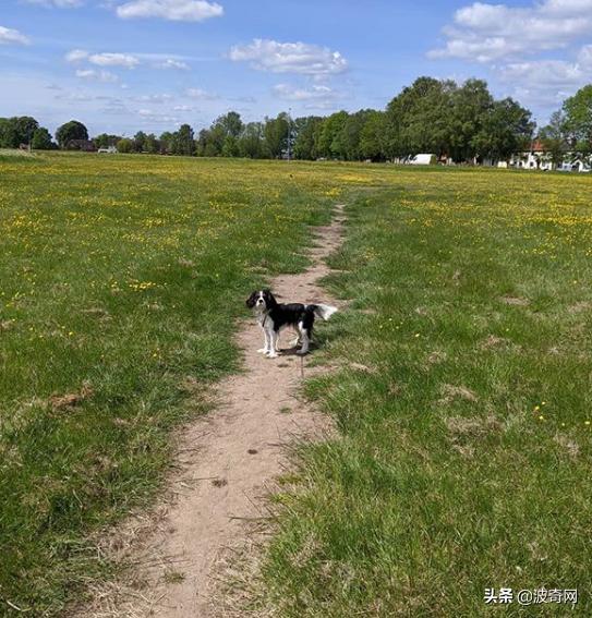 不喂狗会复位吗,不喂狗的下场