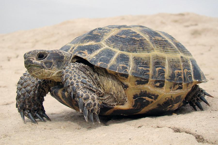 在大气层里“打水漂”，原来这才是登月后安全返回的最重要一步