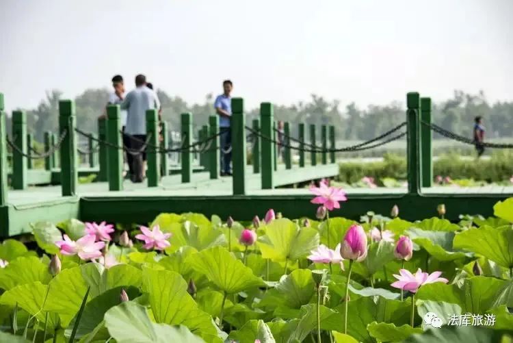沈阳荷花花海,沈阳周边赏荷花
