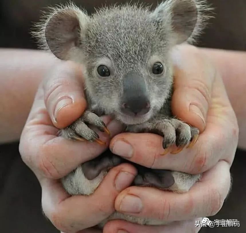 20张动物照片,宝宝萌照动物图片