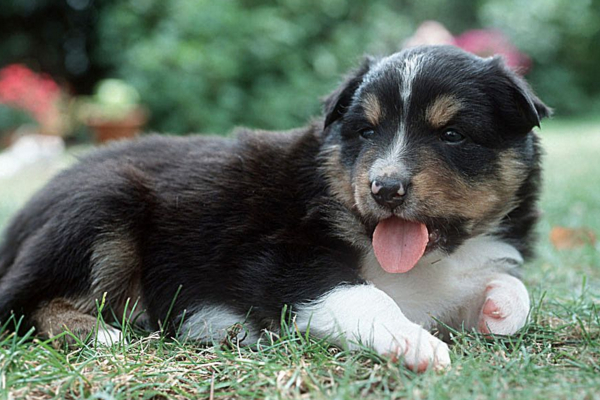 狗狗吐黄水是怎么回事怎么治疗,狗狗吐黄水是怎么回事怎么办