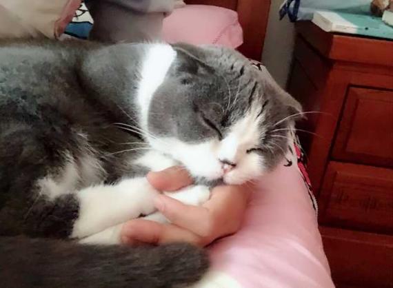 猫咪做梦抽搐,猫咪睡着了抽搐是在做梦吗