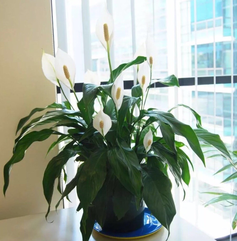 冬季白掌怎么养才能更旺盛,养好白掌有4个小技巧